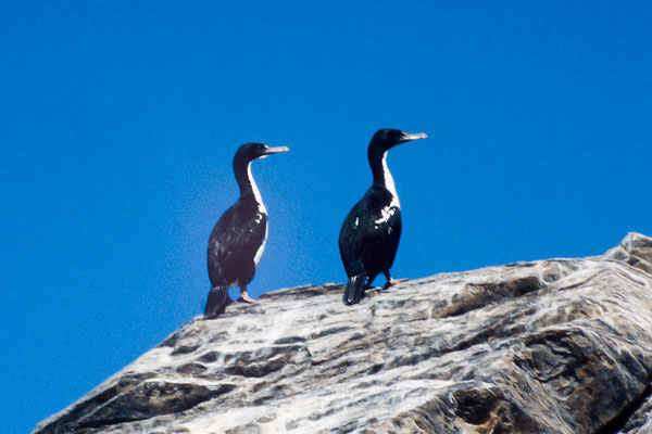 Pretty New Zealand king shag