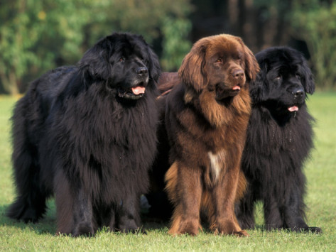 Nice Newfoundland - Dog Breed