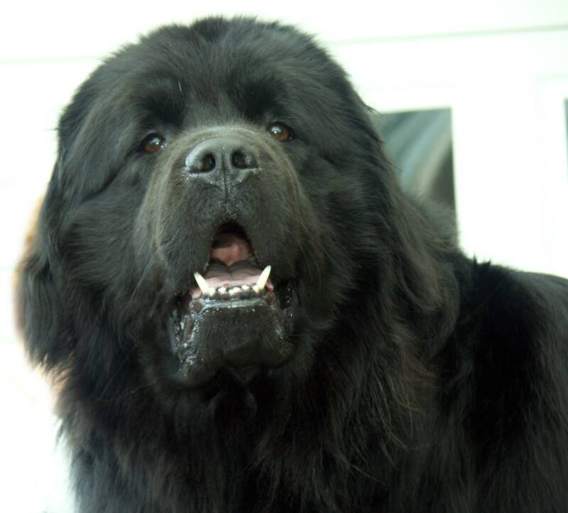 Cool Newfoundland - Dog Breed