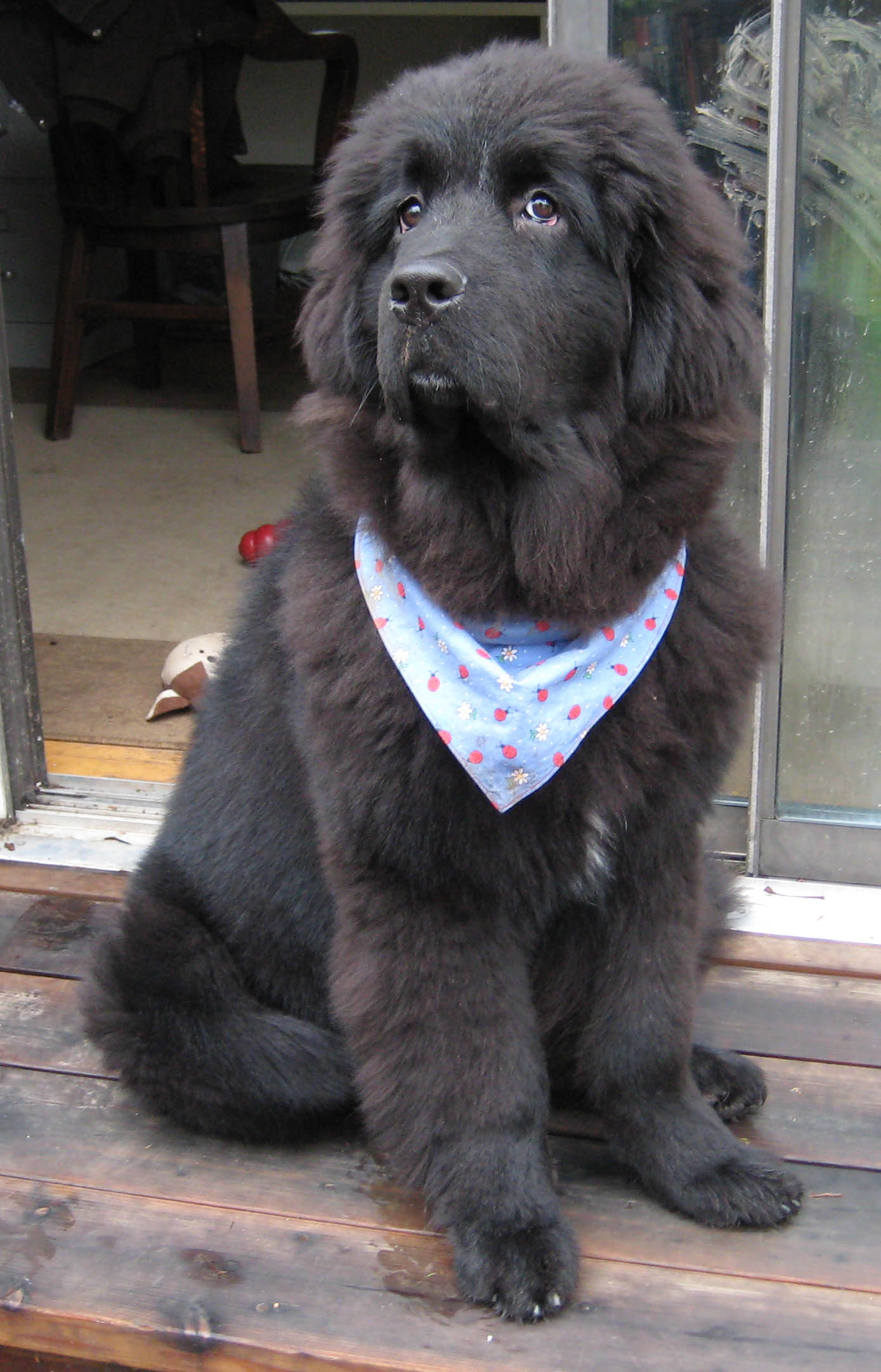 Cute Newfoundland - Dog Breed