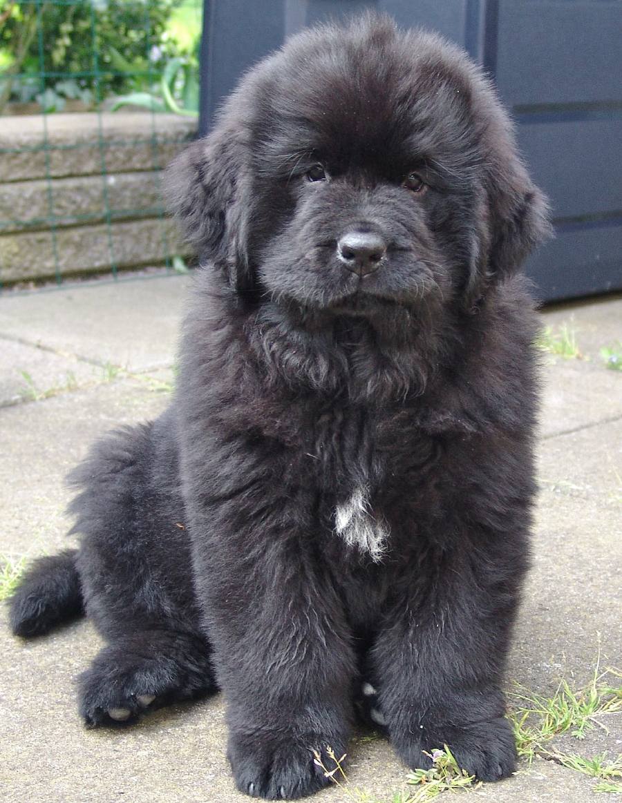 Wallpaper Newfoundland - Dog Breed