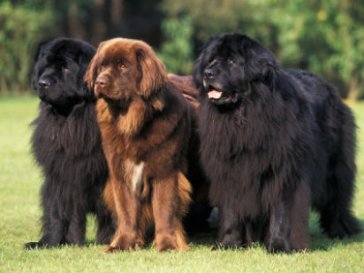 Photo Newfoundland - Dog Breed