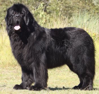 Newfoundland - Dog Breed photo 