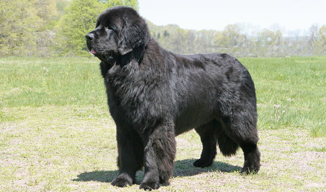 Newfoundland - Dog Breed wallpaper