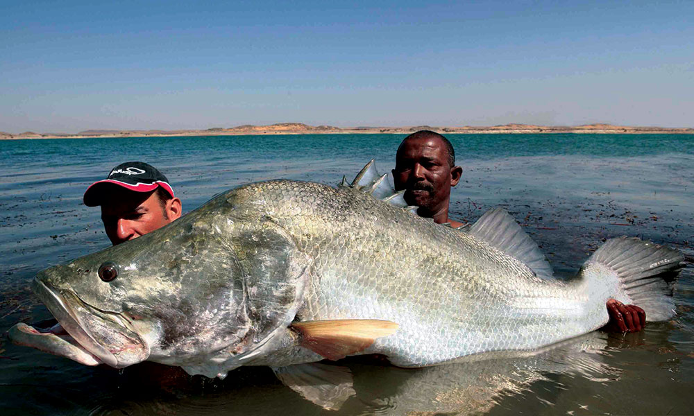 Pretty Nile perch