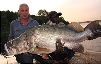 Pretty Nile perch