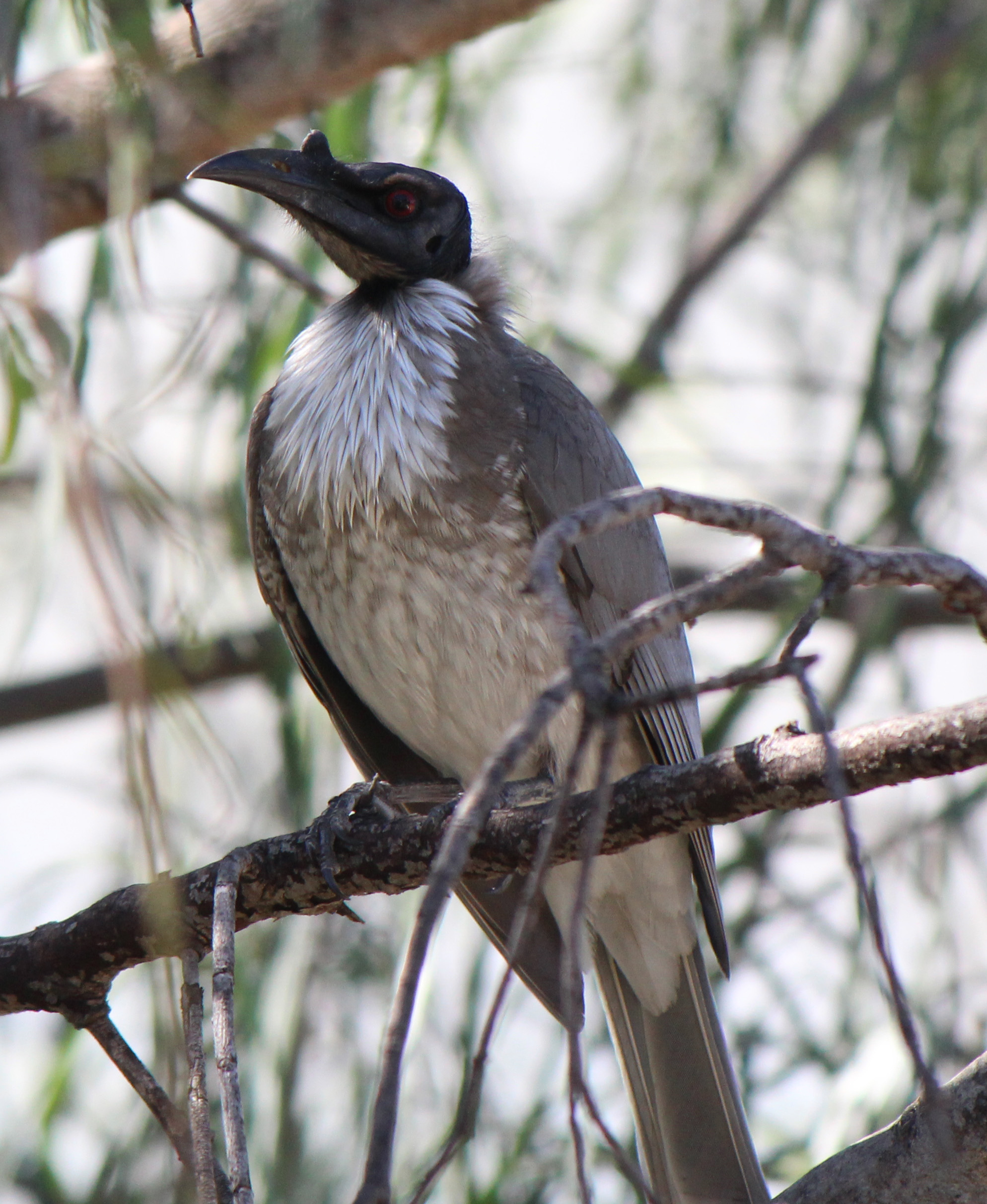 Noisy friarbird