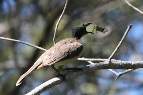 Pretty Noisy friarbird