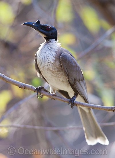 Pretty Noisy friarbird