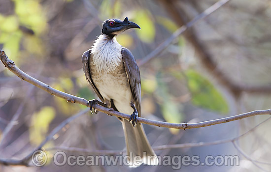 Pretty Noisy friarbird