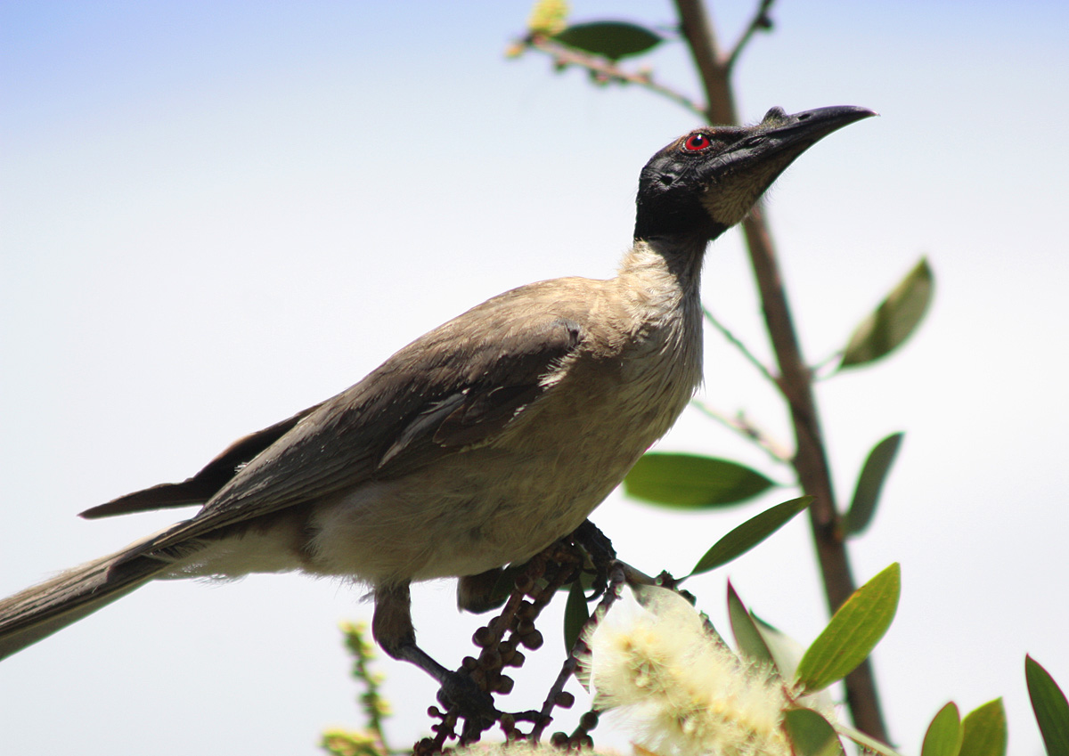 Pretty Noisy friarbird