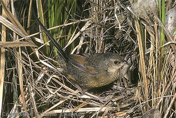 Noisy scrub-bird