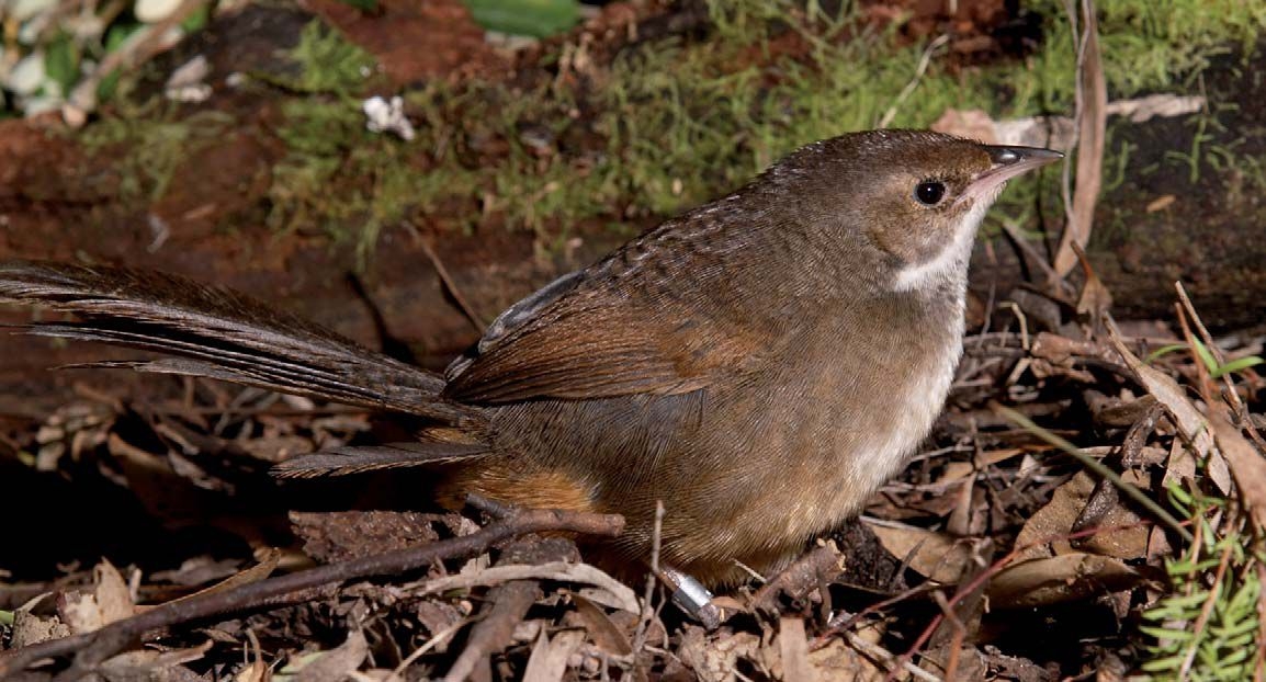Pretty Noisy scrub-bird