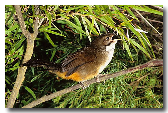Pretty Noisy scrub-bird