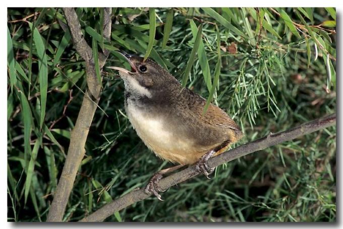 Pretty Noisy scrub-bird