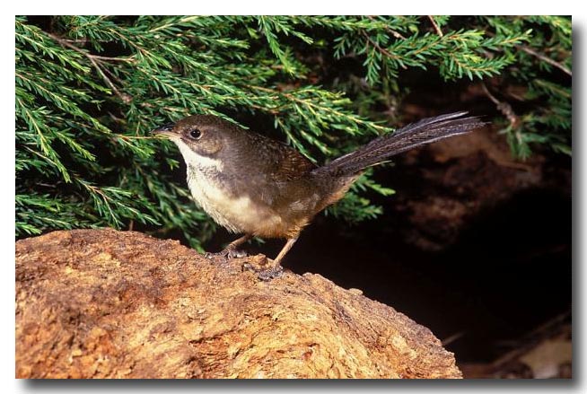 Pretty Noisy scrub-bird