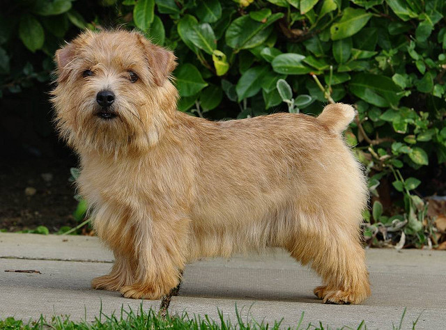 Nice Norfolk Terrier - Dog Breed