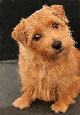 Cool Norfolk Terrier - Dog Breed