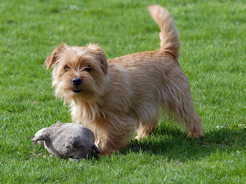 Norfolk Terrier - Dog Breed photo 
