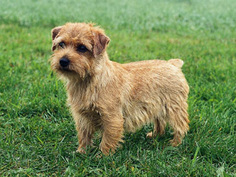 Norfolk Terrier - Dog Breed wallpaper