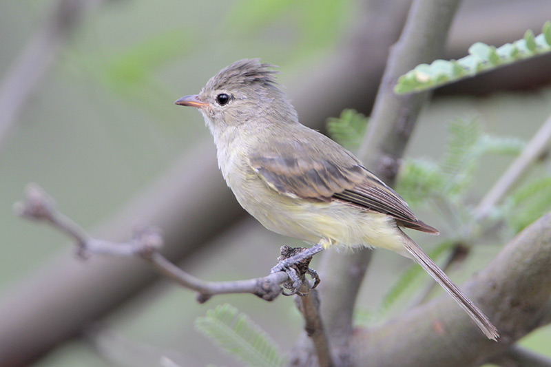 Northern beardless-tyrannulet