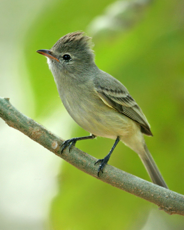 Pretty Northern beardless-tyrannulet