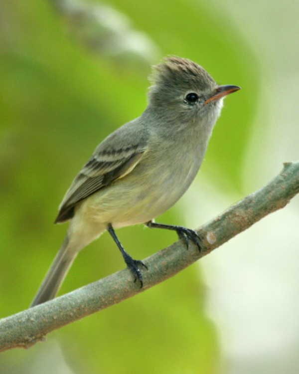 Pretty Northern beardless-tyrannulet