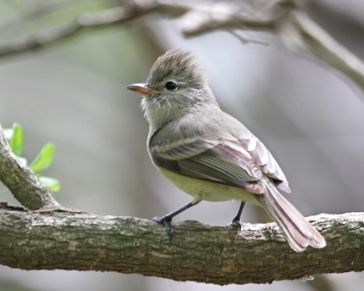 Pretty Northern beardless-tyrannulet