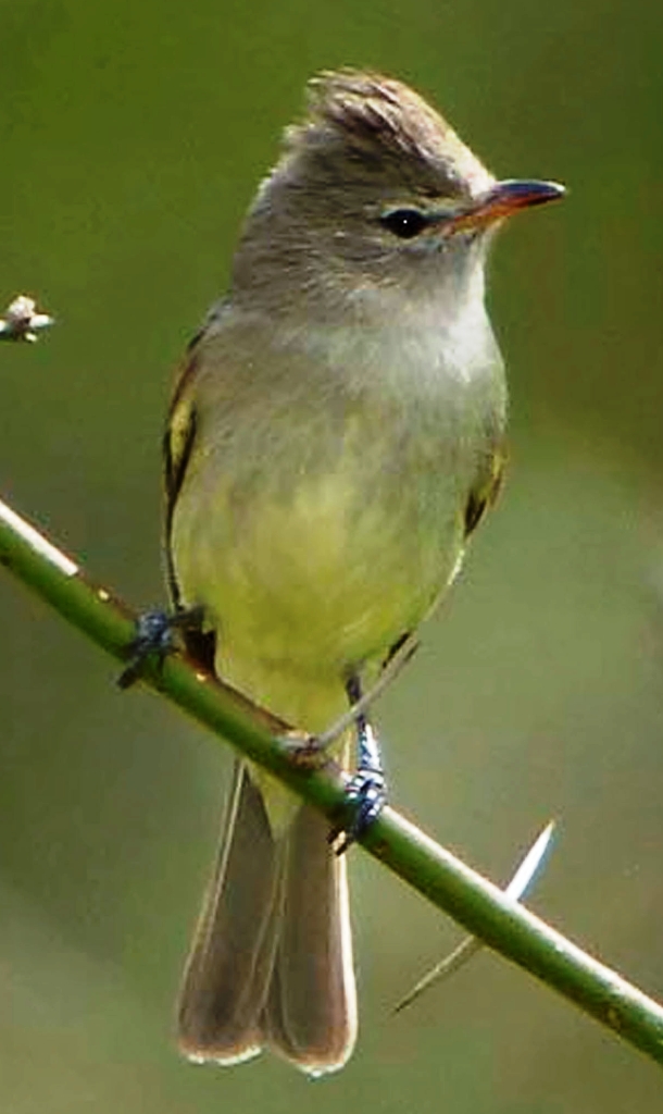 Pretty Northern beardless-tyrannulet