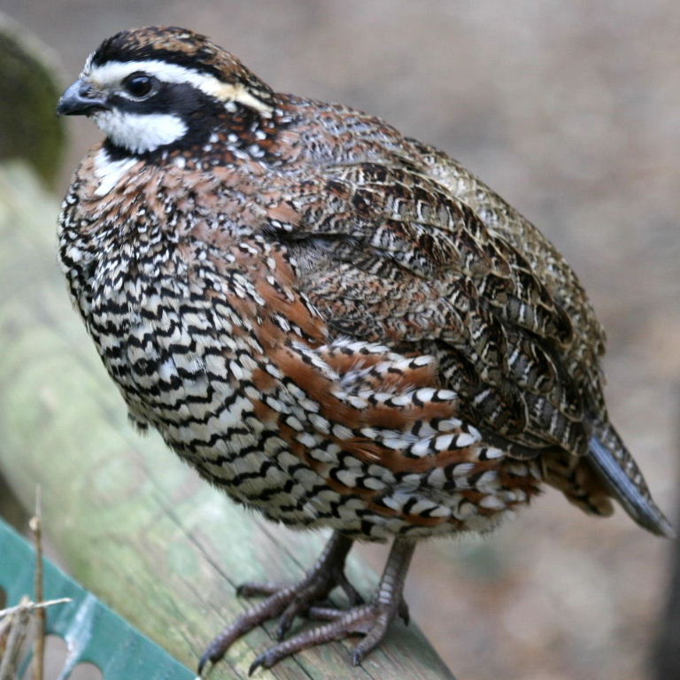 Pretty Northern bobwhite quail