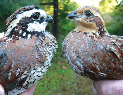 Pretty Northern bobwhite quail