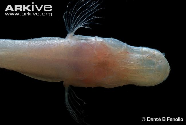 Northern cavefish