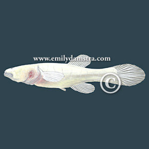 Pretty Northern cavefish