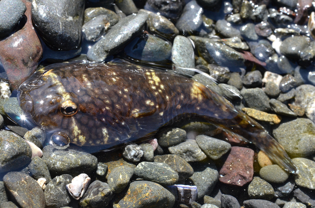 Pretty Northern clingfish