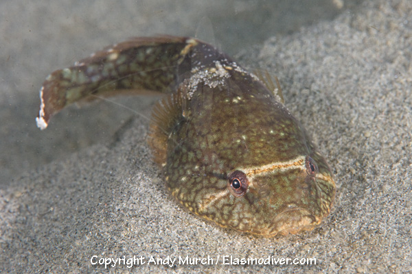 Pretty Northern clingfish