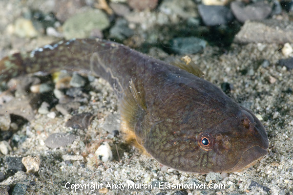 Pretty Northern clingfish