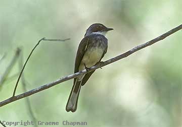 Northern fantail