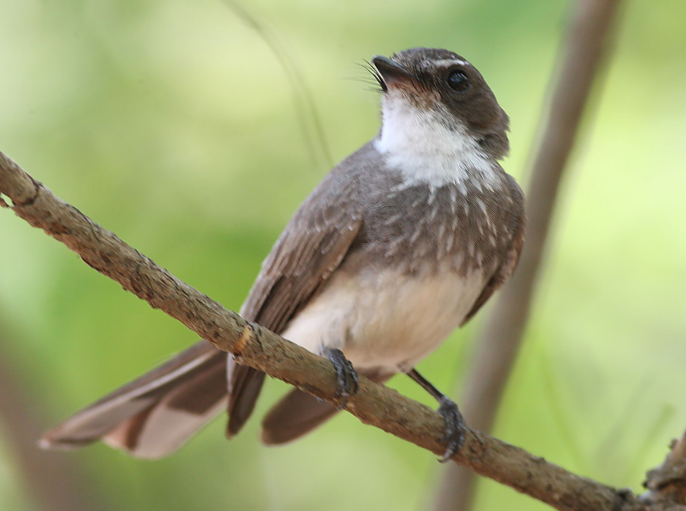 Pretty Northern fantail