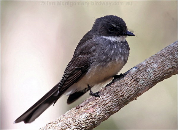 Pretty Northern fantail