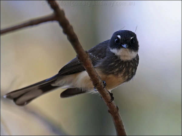 Pretty Northern fantail