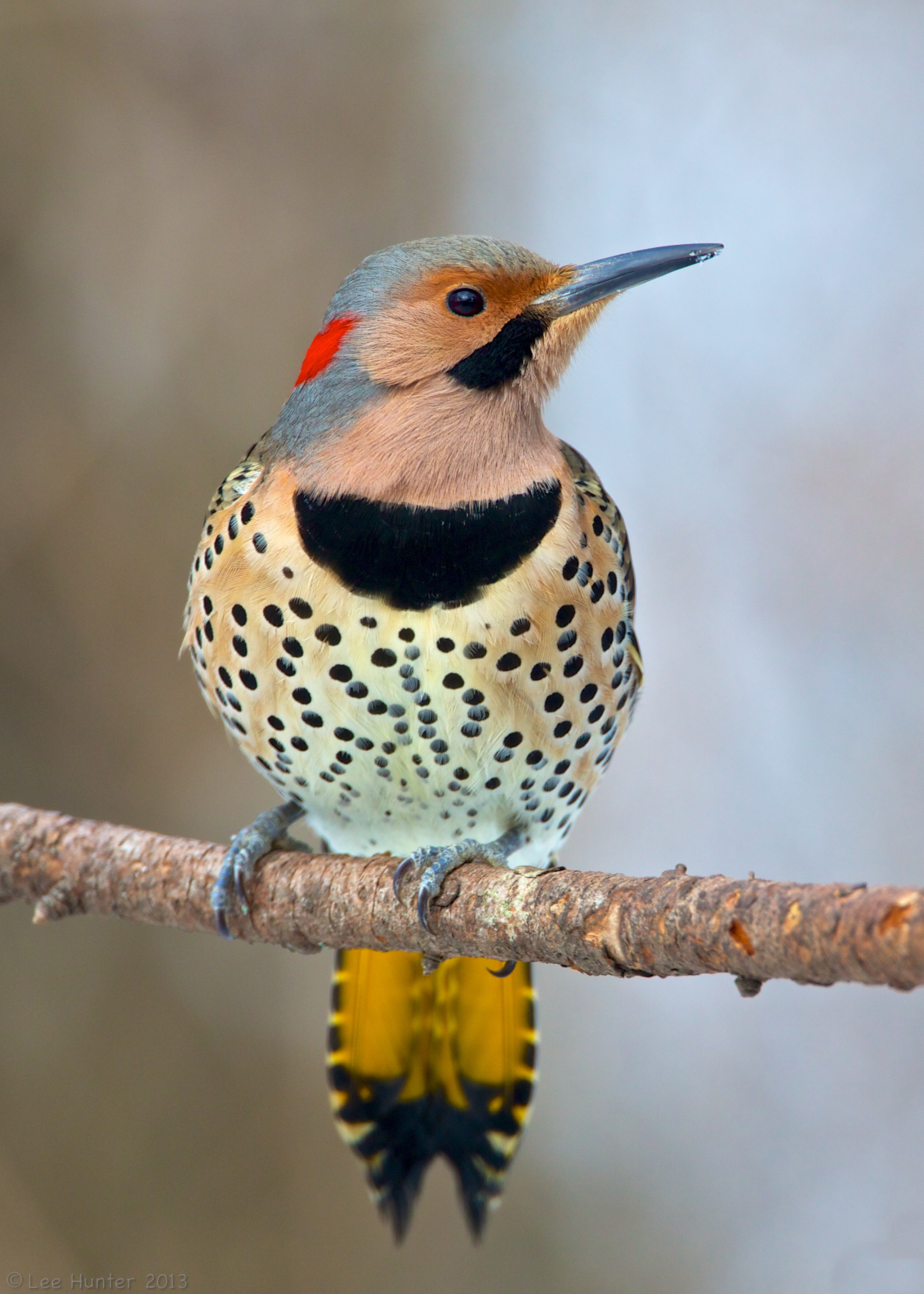 Northern flicker