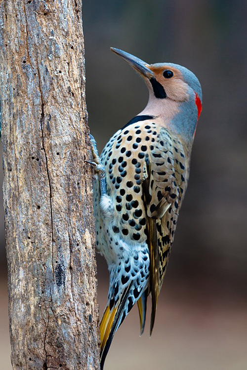 Pretty Northern flicker
