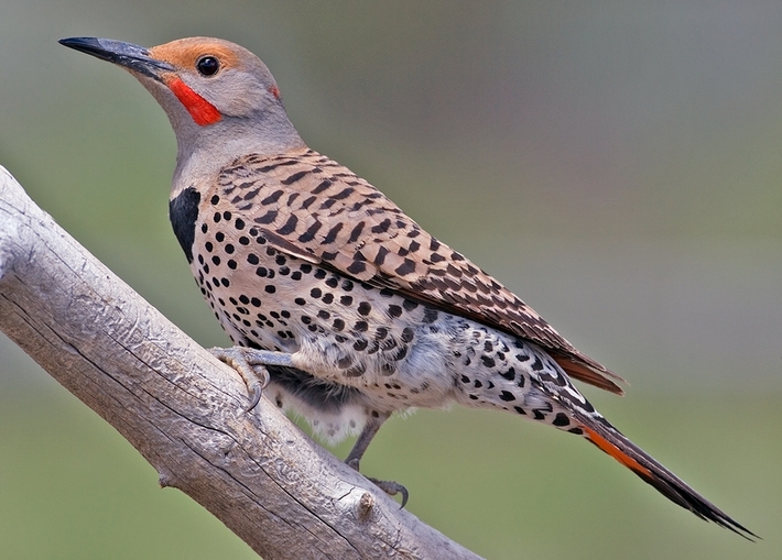 Pretty Northern flicker