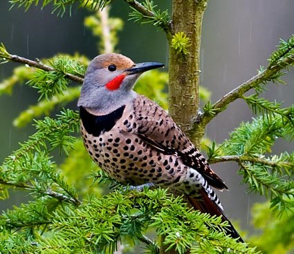 Pretty Northern flicker