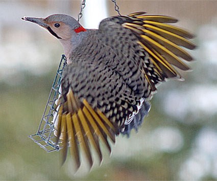 Pretty Northern flicker