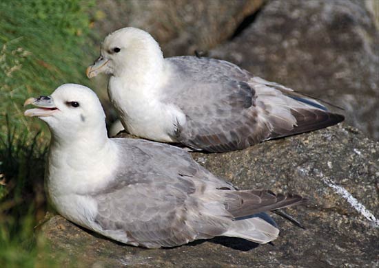 Northern fulmar