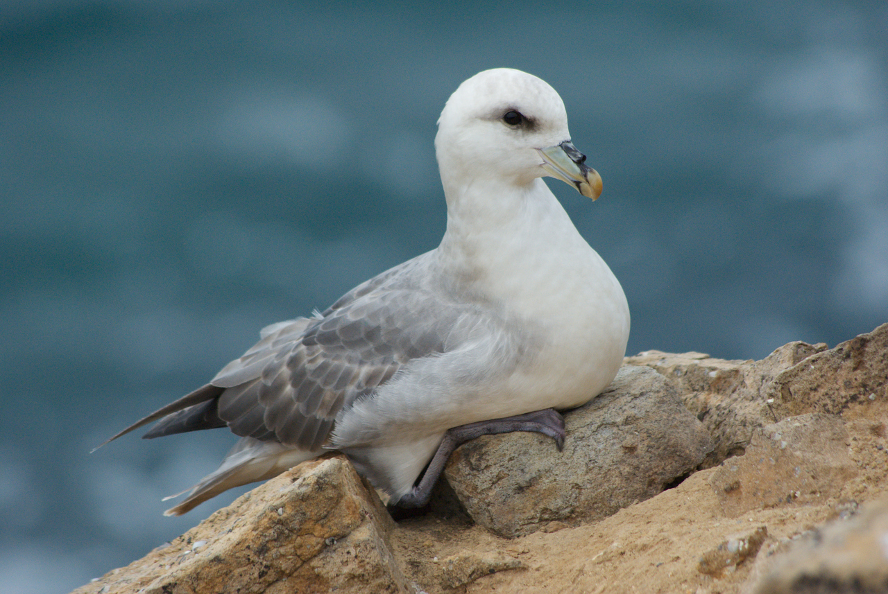 Pretty Northern fulmar
