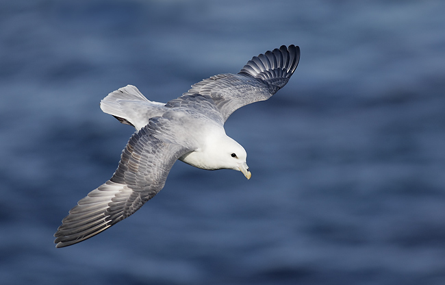 Pretty Northern fulmar
