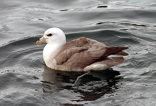 Pretty Northern fulmar