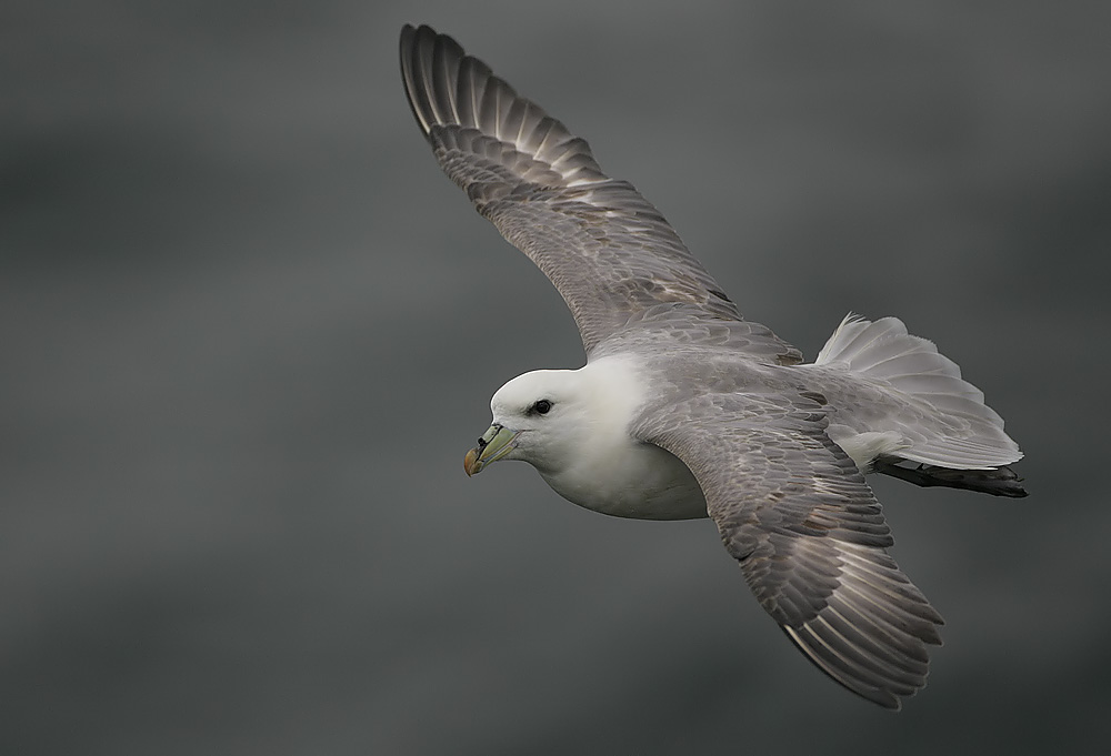 Pretty Northern fulmar